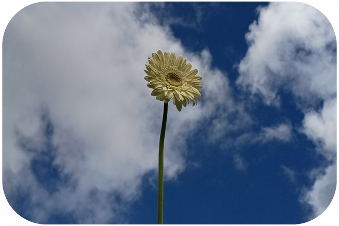 Smartfon Motorola moto g67 Szary 2