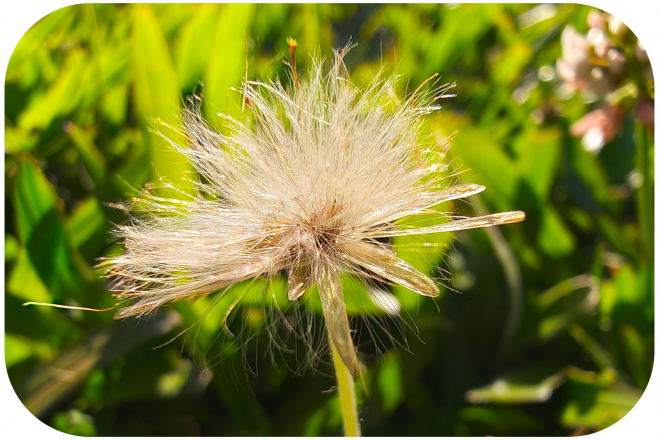 Smartfon Motorola Signature Oliwkowy 3